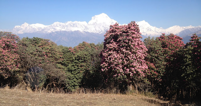 Rhododendron Trek Nepal