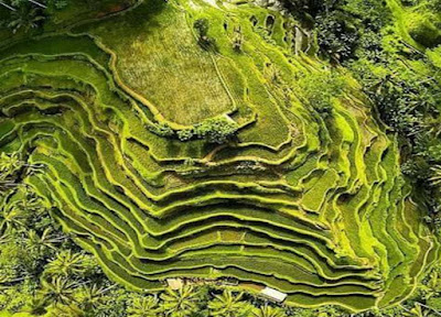 Ceking Rice Terrace