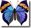 farfalle_15