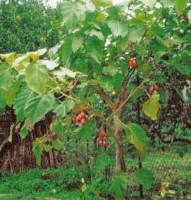 Tomate de campo Solanum betaceum