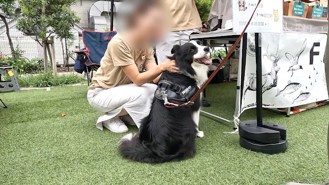 保護犬 ボーダーコリー トーマ イオンモール幕張新都心 アニマルフェスティバル FUJI DOG