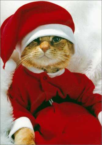 Free Desktop Background Wallpapers: Funny Christmas Cats Wallpapers