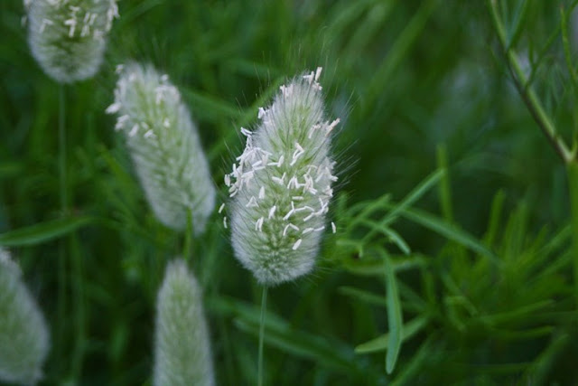 Cỏ Đuôi Thỏ