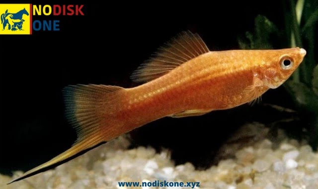 Swordtail Food: All You Need To Know For Feeding Swordtails Fish