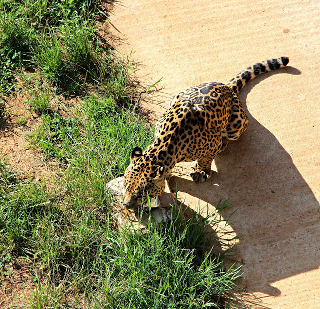 Parque de la Naturaleza de Cabárceno