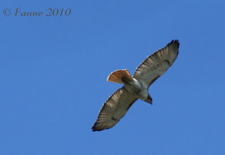 Red tailed Hawk Currituck