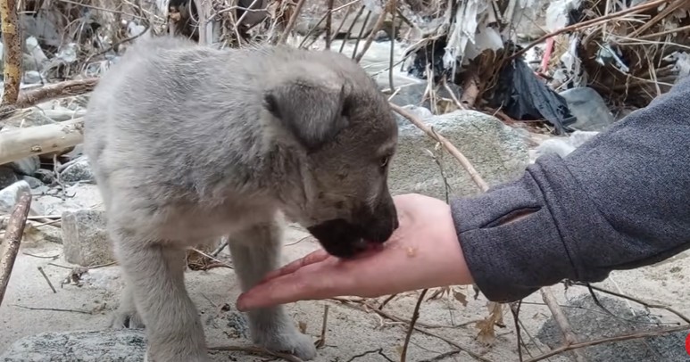 The abandoned puppy was starving - Photo cut from video