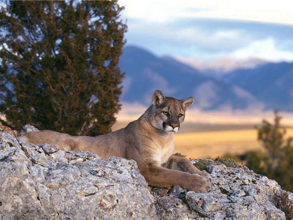 Lion at Rocky Mountain Scenery Wallpaper | Wallpaper ME