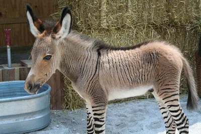 Zonkey images