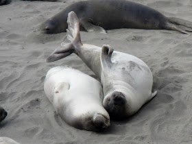 funny animal pictures, seal love