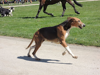 Chien Français Tricolore-pets-dog breeds