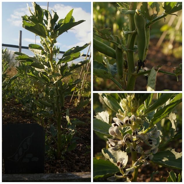 Broad beans - www.growourown.blogspot.com