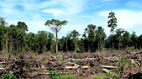 Lambatnya Penetapan Tersangka Berakibat Berkeliarannya Terduga Perambahan Hutan