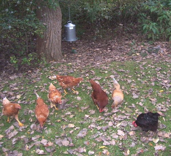 How To Raise Backyard Chickens Full Business Guide For Beginners