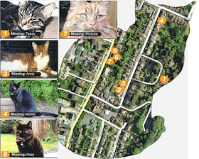 7 ekor kucing peliharaan menghilang secara misterius dalam radius 300 yard di tiga jalan di Caterham, Surrey, Inggris