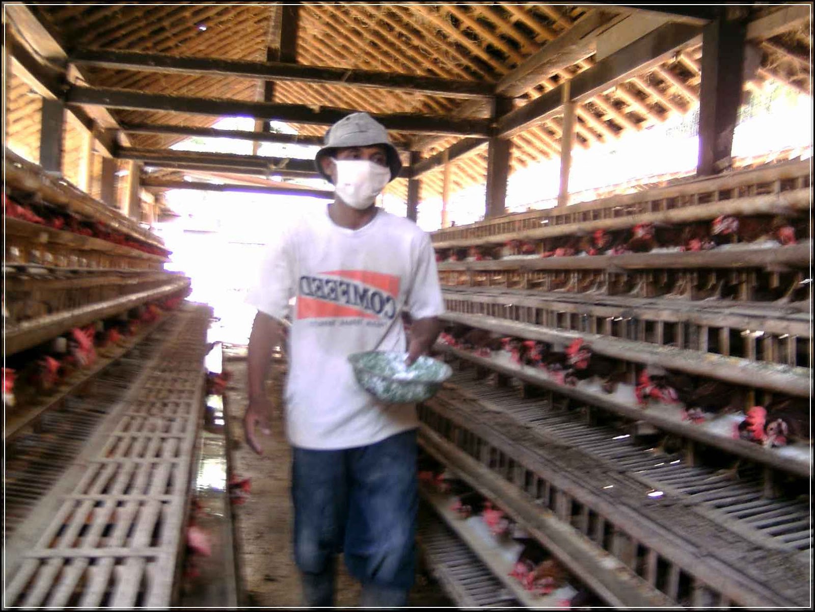 Cara Pemberian Pakan Ayam Petelur Dengan Takaran Yang PAS