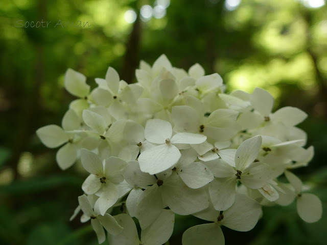 Hydrangea samata