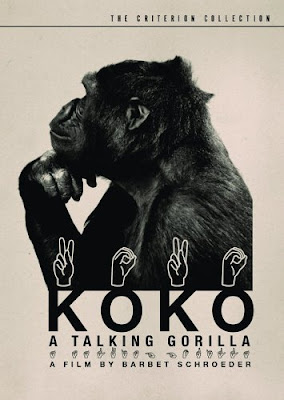 Poeter Koko, Gorilla yang bisa bicara