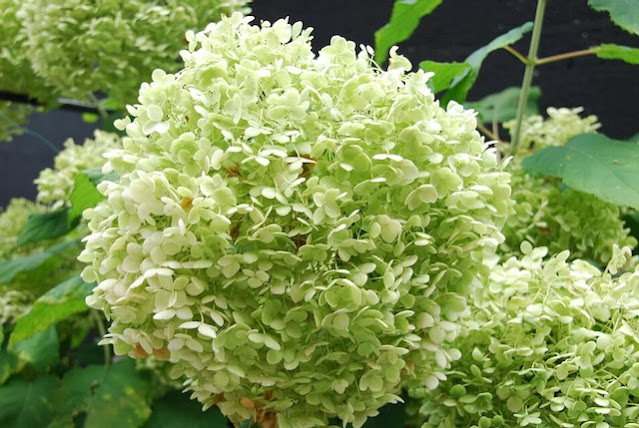 Hortensia Annabelle verkleurd