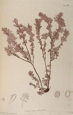 Bradbury seaweed nature print