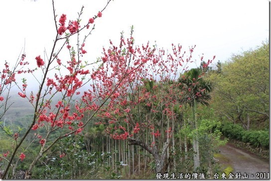 金針山的重瓣緋寒櫻
