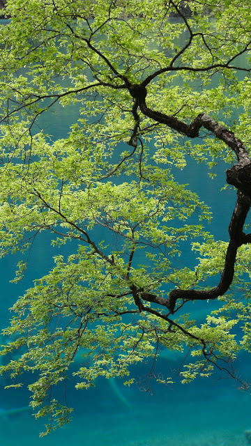 Wallpaper Tree, Branches, Leaves, Sky, Bottom View