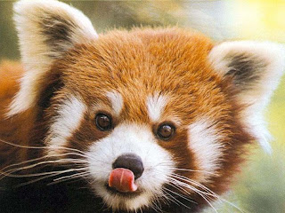 red panda