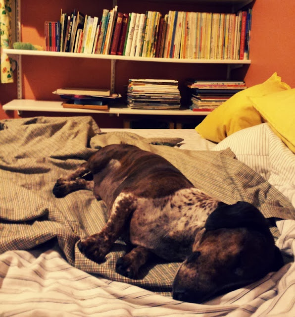 lazy little willie the dachshund sleep on the futon