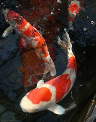 There are many color variations of koi fish about 100an 