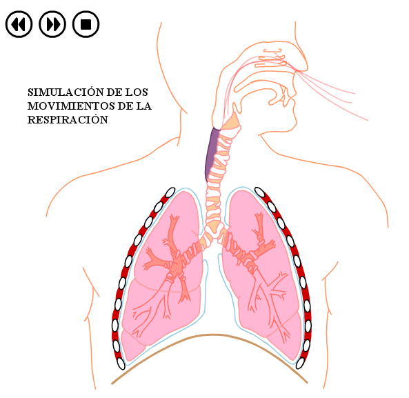 http://www.bioygeo.info/Animaciones/Ventilacion_pulmonar.swf