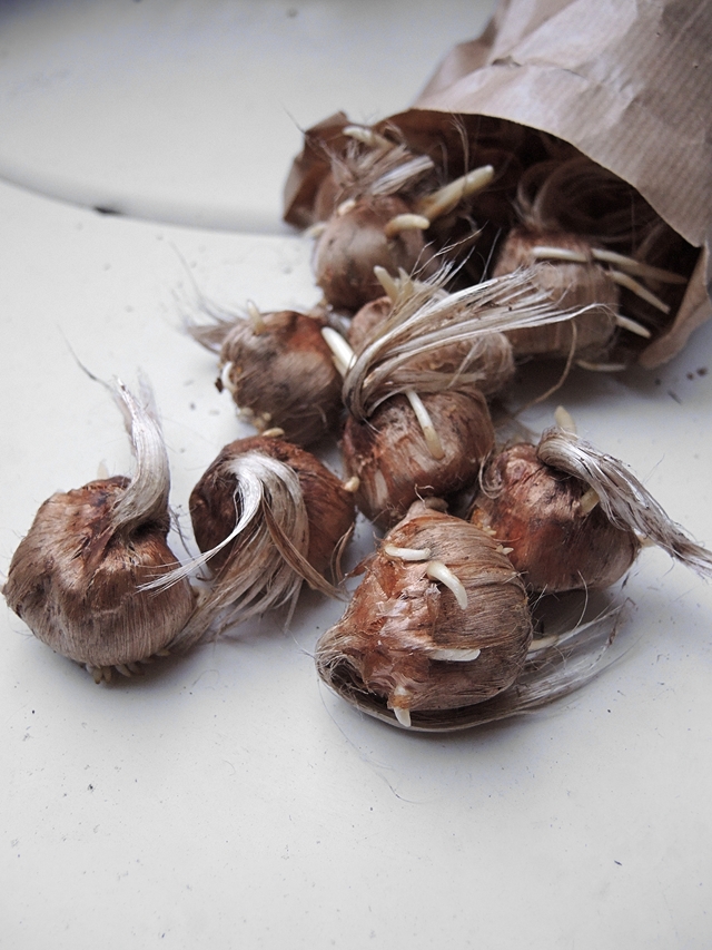 In mijn tuintje: bollen planten....