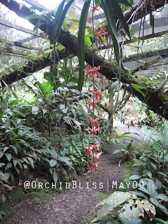 Dimorphorchis lowii at OrchidBlis