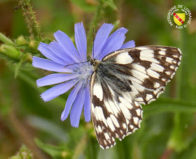 Demi-Deuil (Melanargia galathea)