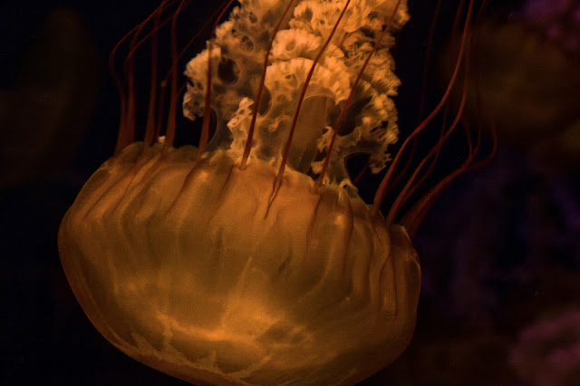 Exotic Creatures Long Beach Aquarium