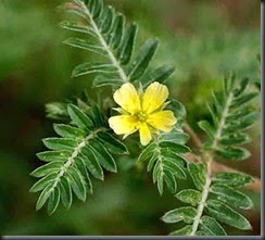 tribulus-terrestris (1)