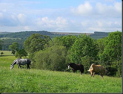 cheviots 2011 045