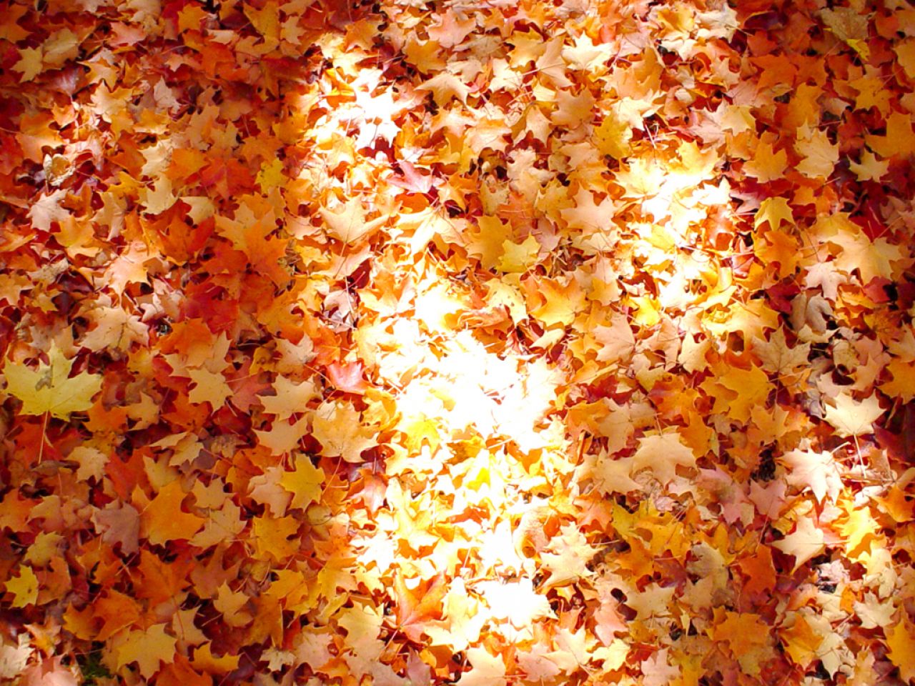 wallpapernarium: wallpapers de otoño