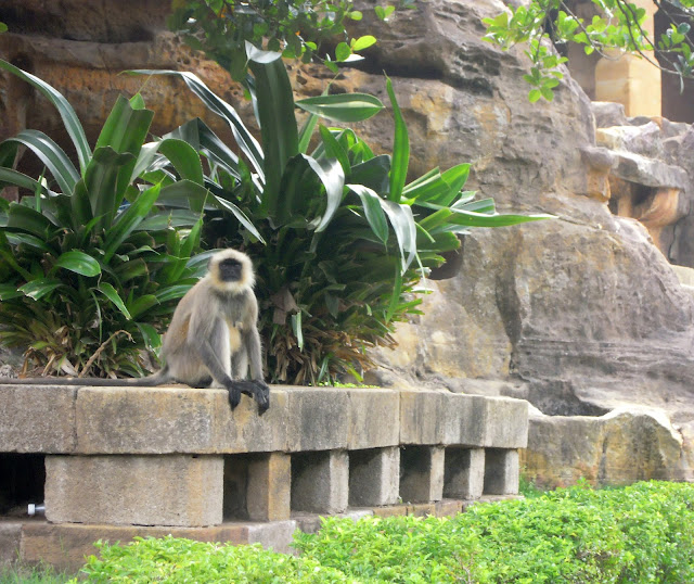 Monkey, Udayagiri caves, Bhubaneshwar