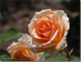 SONY DSC