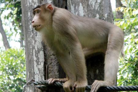 16 Fakta dan Informasi Menarik Tentang Beruk, Monyet 