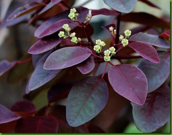 Euphorbia cotinifolia