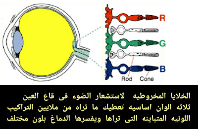 دعنى أصدمك، لا يوجد شيء من حولك له لون‼، كيف  نرى الالوان ،كيف نرى الالوان من حولنا، كيف نرى الالوان ومعناها ،كيفية نرى اللون وردي ،كيف نرى الالوان كلها، كيفية نرى الألوان على الملابس