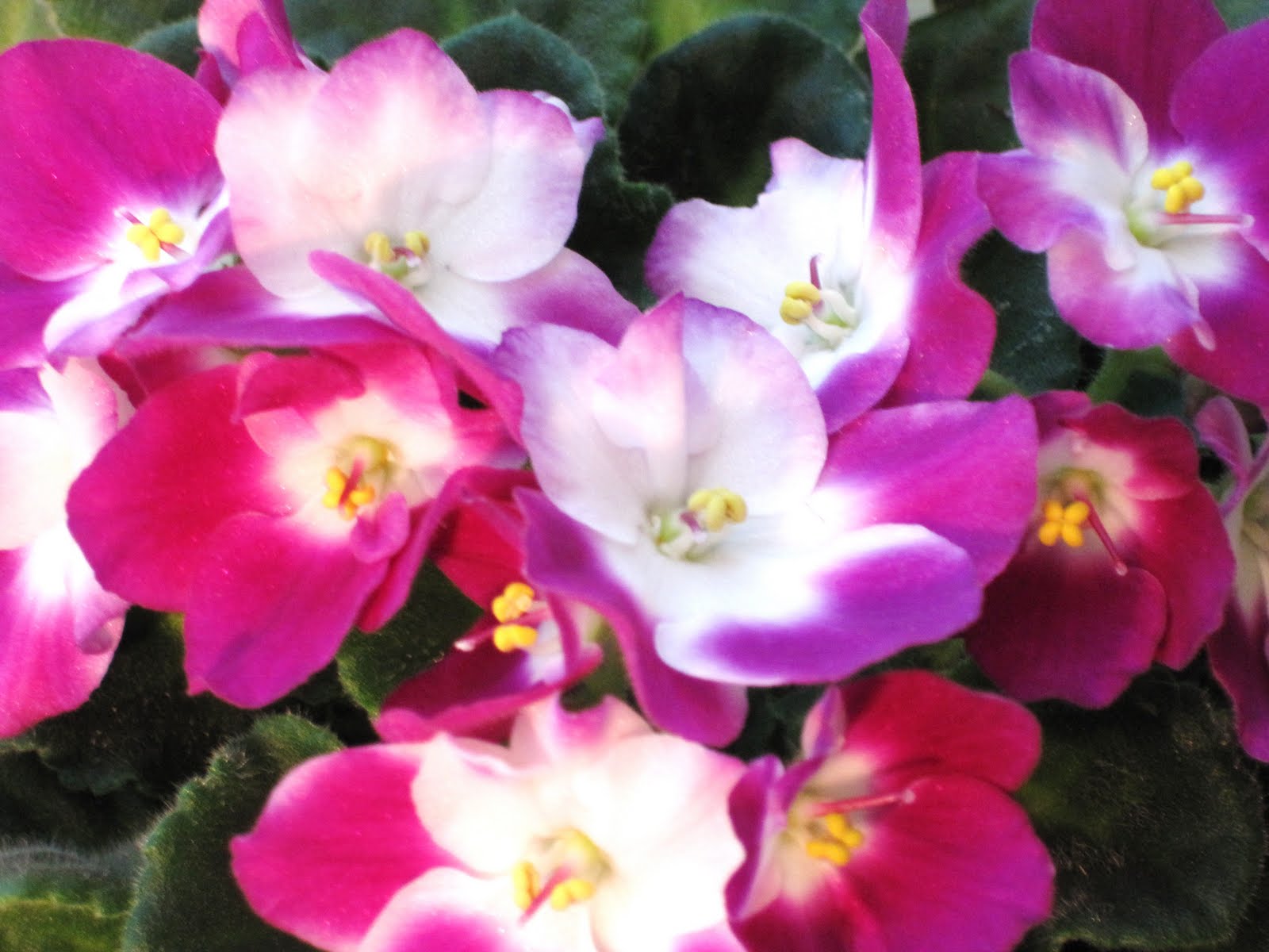 African Violets