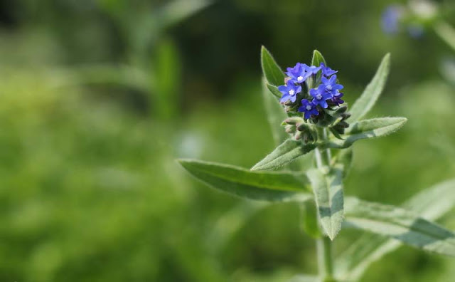 Anchusa Officinalis Flowers Pictures