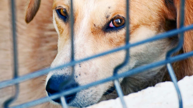 How to Stop a Dog From Barking in a Crate