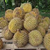 Tips Cara Memilih Buah Durian yang Enak