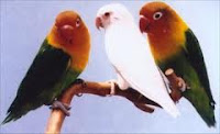 Agapornis fischeri,lovebird