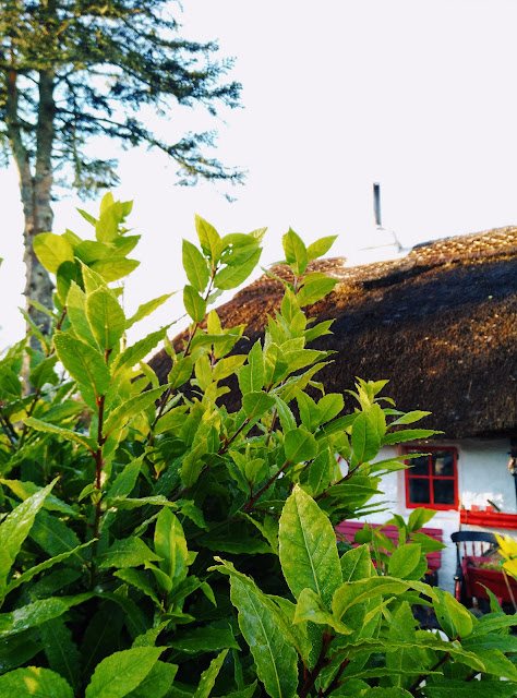 green, thatched cottage