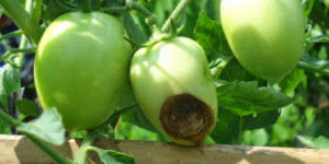 Tips Mengatasi Busuk Ujung Buah Tomat