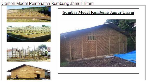 Membuat Kumbung Jamur  Tiram  Budidaya Jamur  Tiram  Putih